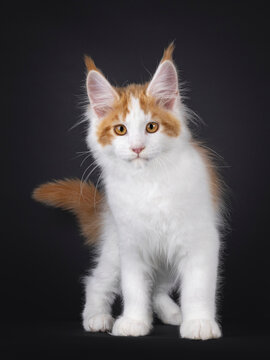 Handsome white with red Maine Coon cat kitten, standing facing front. Looking curious towards camera. Isolated on a black background.