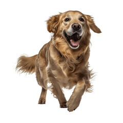 Golden Retriever dog smiling and jumping, isolated on a white background