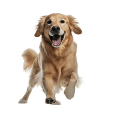 Golden retriever dog smiling isolated on transparent background
