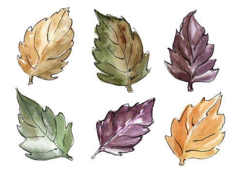 set of six autumn fallen leaves.orange, green and purple single leaves of a tree on a white background.watercolor illustration with freehand black marker applied for your design