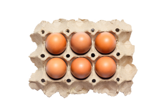 chicken eggs in the panel isolated on white background, clipping paht