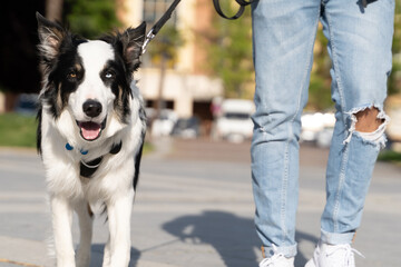 A young Border Collie dog walking through the streets in an urban environment with his owner. Photos of Border Collie pet dogs with their owners.