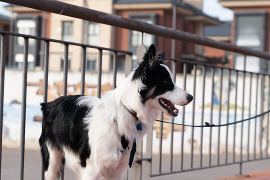 A young Border Collie dog in an urban environment. Photos of Border Collie pet dogs with their owners.