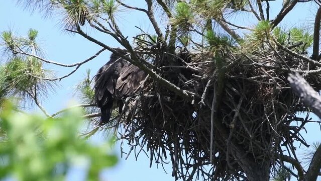 Two eaglets perched on side on nest on windy day