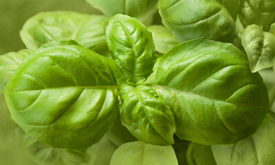 Top of Basil Plant
