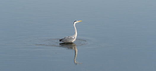 水辺の野鳥　アオサギ
