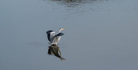 水辺の野鳥　アオサギ