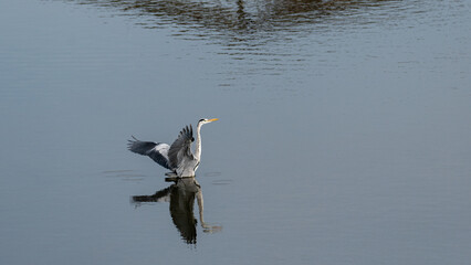 水辺の野鳥　アオサギ