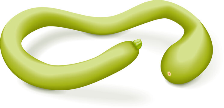 Tromboncino Squash or trombetta squash. Zucchino or zucchetta rampicante. Summer squash. Cucurbita pepo. Fruits and vegetables. Vector illustration isolated on white background.