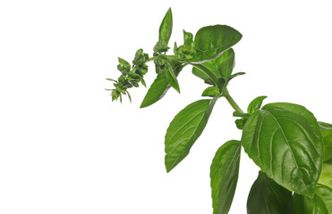 Fresh mint leaves, peppermint plant isolated on white