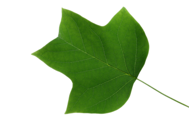 Plane tree, green sycamore leaf isolated on white 