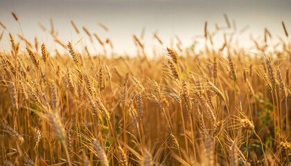 Obraz premium Golden wheat field at sunset. Closeup summer spring meadow.
