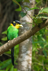 long-tailed broadbill (Psarisomus dalhousiae) 
 found in the Himalayas