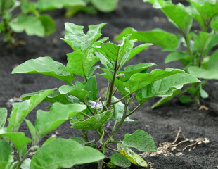 Young green vegetable eggplant in a garden bed