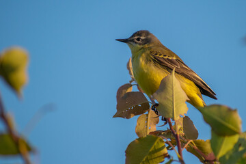 Western yellow wagtail 