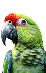 Obraz premium Parrot portrait, PNG background.