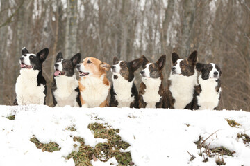 A group of welsh corgi cardigan in winter