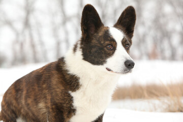 Beautiful welsh corgi cardigan in winter