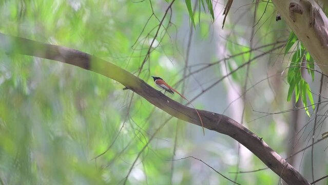 Beautiful Male Indian paradise Fly catcher in Forest 