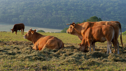 Cattle in the hills of the Vexin Regional Nature park near Follainville-Dennemont village