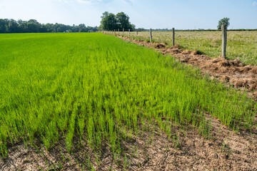 Fototapeta premium Champ de lin impacté par la sécheresse de juin 2023, atteignant seulement 15 cm