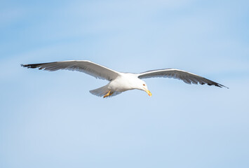 Gaivota em voo