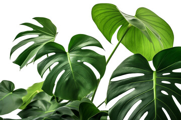 Tropical leaves isolated transparency background. Generative AI