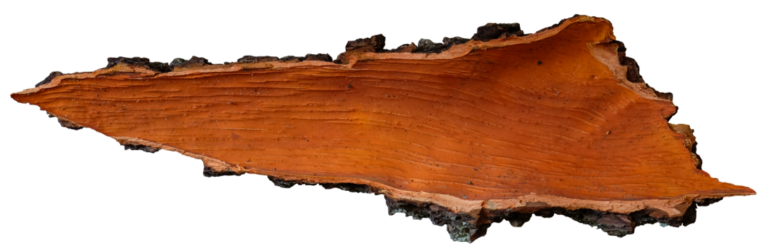 Bark isolated. The oak. Inside. Mockup. Top View. Copy space. 