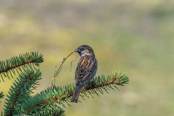 male sparrow collecting nesting material