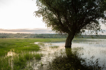 Landscape of a flooded meadow with trees in the foreground. Trees in the water following the flood as a result of global warming. 