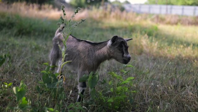 goat kid grazing on meadow, wide angle close photo with backlight sun.