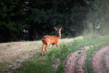 Deer, buck, with antlers on a green field with a forest in the background in Germany, Europe
