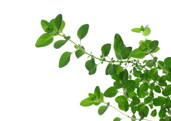 Fototapeta na wymiar Fresh green oregano leaves (Origanum vulgare) isolated on white, clipping path