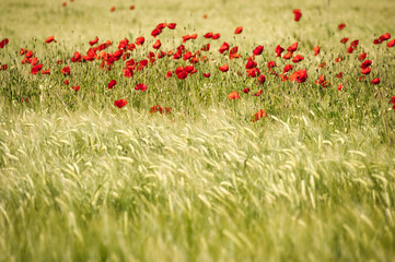 Fototapeta premium Roter Mohn blüht im Weizenfeld und wiegt sich im Wind. Dynamische Bewegunsunschärfe. 