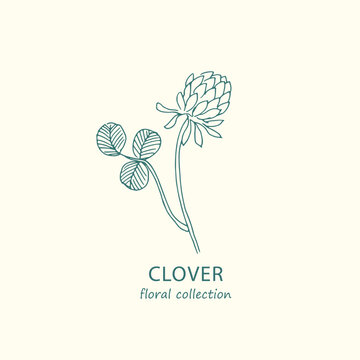 Clover. Logo. Trendy botanical elements. Hand drawn line leaves and flowers.  Flower, floral illustration, blossom, bloom