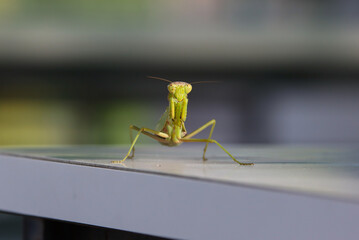 警戒するカマキリ