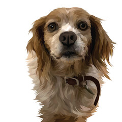 Fototapeta premium cavalier king charles spaniel