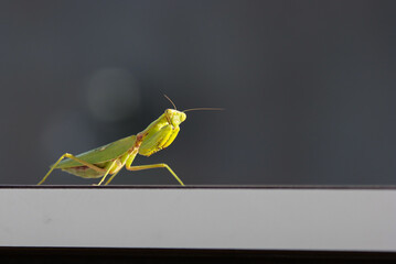 警戒するカマキリ