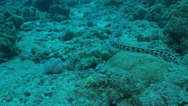 Incredible Spotted Snake swimming above the ocean floor.