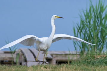 Great egret, Ardea alba. A bird comes ashore, spreads its wings