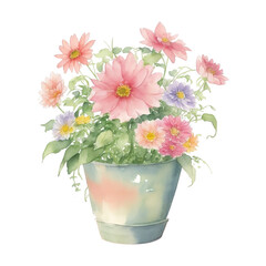 pink chrysanthemum in a pot