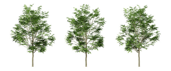 Fraxinus excelsior trees on transparent background, png tree, green landscape, 3d render illustration.