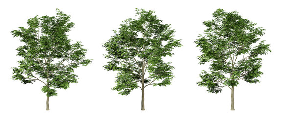 Fraxinus excelsior trees on transparent background, png tree, green landscape, 3d render illustration. © Sandy