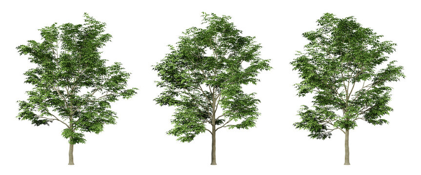 Fraxinus excelsior trees on transparent background, png tree, green landscape, 3d render illustration.