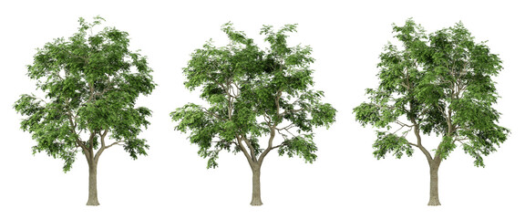 Fraxinus excelsior trees on transparent background, png tree, green landscape, 3d render illustration.