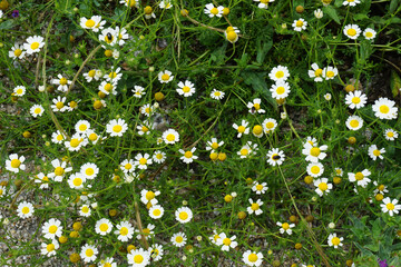 Camomile herb flower white in nature
