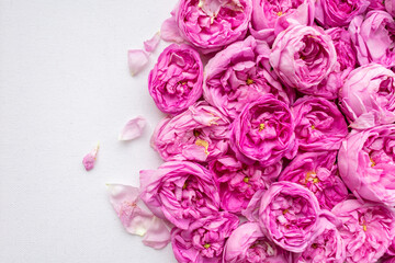 Pink roses on a white background. Top view. Flat lay.