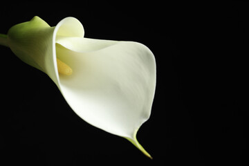 Beautiful calla lily flower on black background, closeup - obrazy, fototapety, plakaty