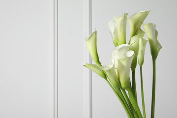 Beautiful calla lily flowers on white background, space for text