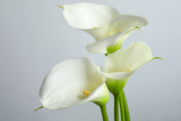 Obraz premium Beautiful calla lily flowers on white background, closeup